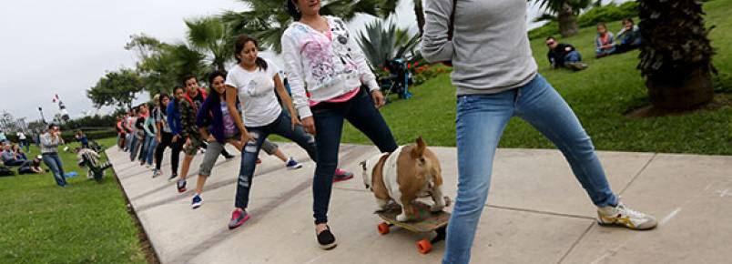 Cachorro skatista bate recorde ao percorrer o ‘maior túnel humano’ do mundo