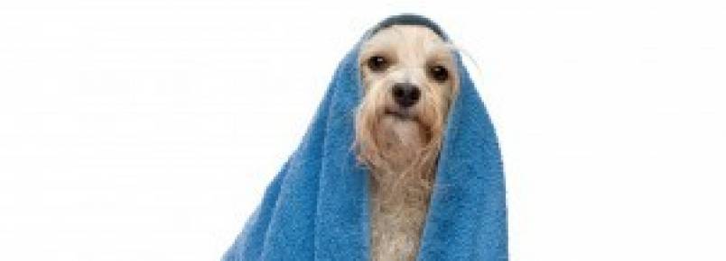 Banho e tosa de animais devem ser monitorados por câmeras