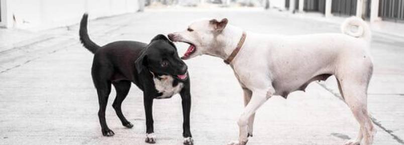 O que fazer se o seu cão for atacado?