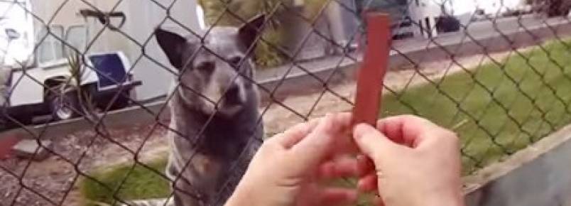 Carteiro australiano faz sucesso entre cachorros