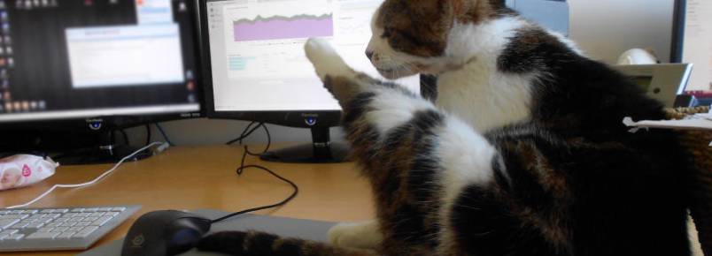 Empresa japonesa enche escritório com gatos para diminuir estresse dos funcionários e melhorar a produtividade