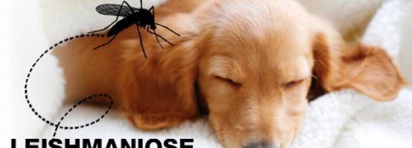 Mil cães de Jales receberão coleira em prevenção a leishmaniose