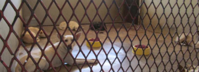 Serra Talhada ganha primeiro hospital veterinário gratuito de Pernambuco