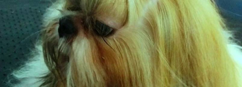 Lacka teve seu pelos hidratados com óleo de argan na Clinvet