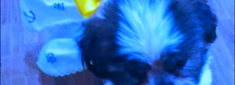 Seu bebê merece roupinhas Baby Pet Waer