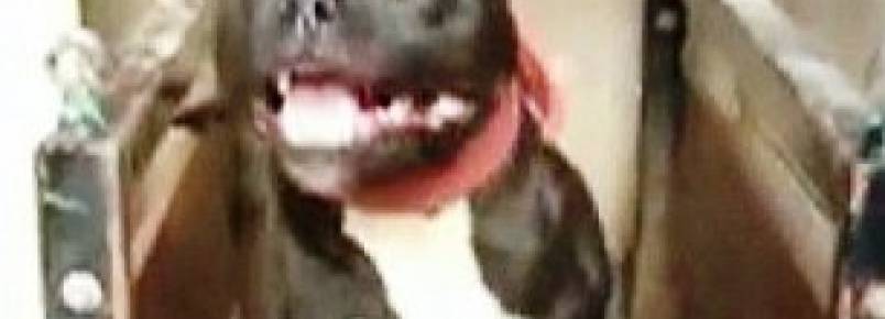 Investigao revela cruis condies de pit bulls explorados para rinha