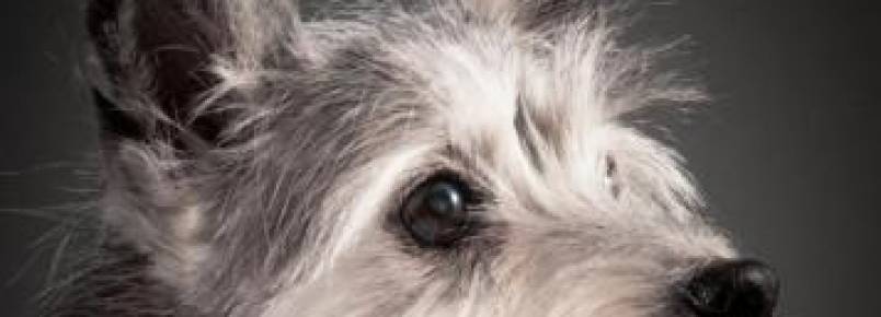 Projeto fotográfico registra cães idosos como uma maneira de honrar suas vidas 