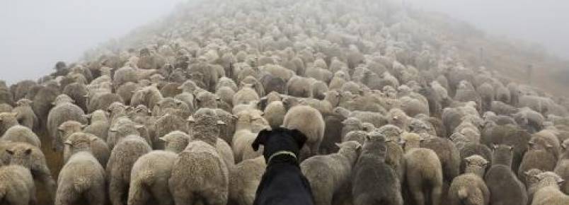 Fotógrafo viaja o mundo registrando imagens de cães trabalhando