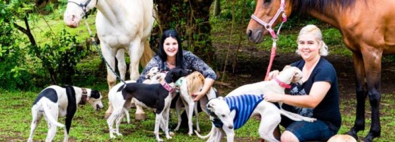 Lares temporários salvam animais