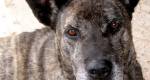 Cão Fila de São Miguel