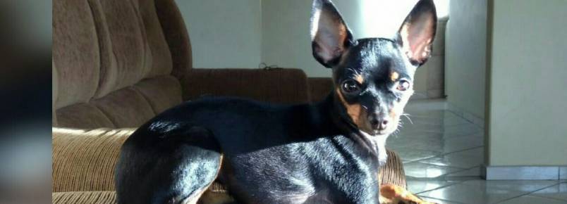 Cadelinha perdida em Itabira
