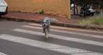 Animais tendem a imitar comportamento humano, afirmam especialistas