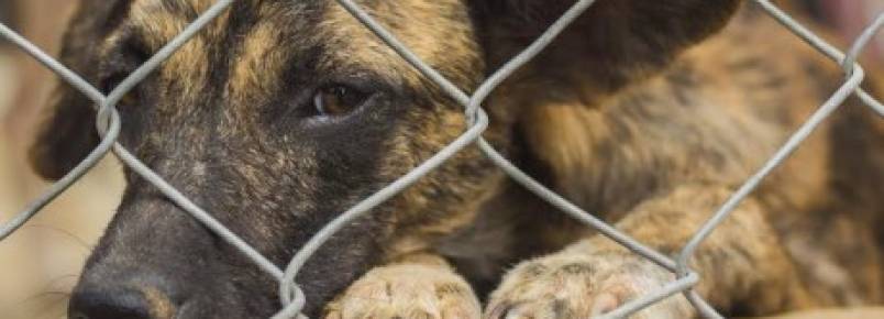 Abrigo é aberto para quem quise aodtar cães