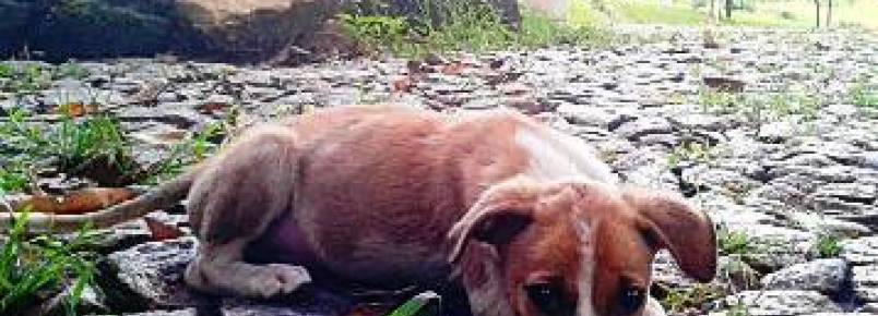 Cães abandonados fazem parte da realidade de Itaúna