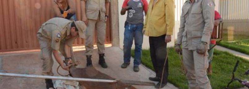 Bombeiros resgatam capivara no Monte Líbano