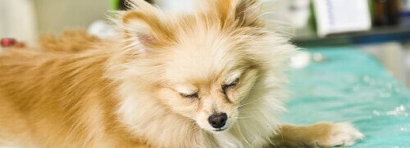 10 sintomas comuns de doenças em cães