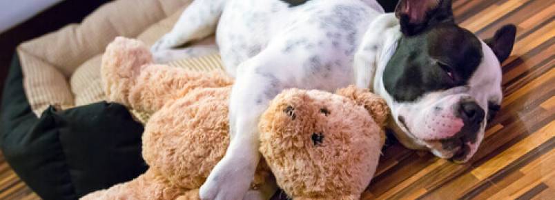 Cães sedentários: um problema atual