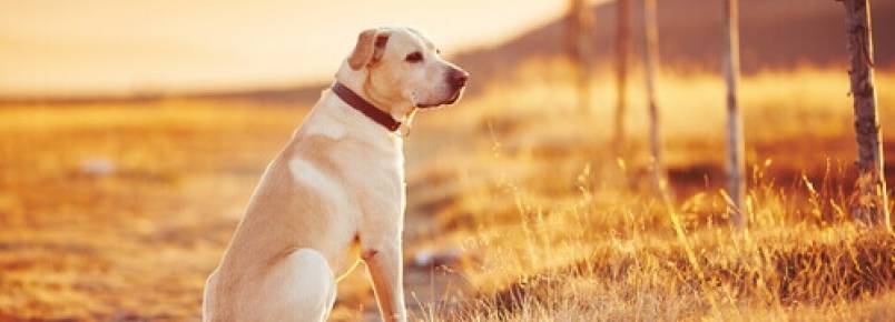 Abandono de animais gera multa de até 30 mil euros na Espanha