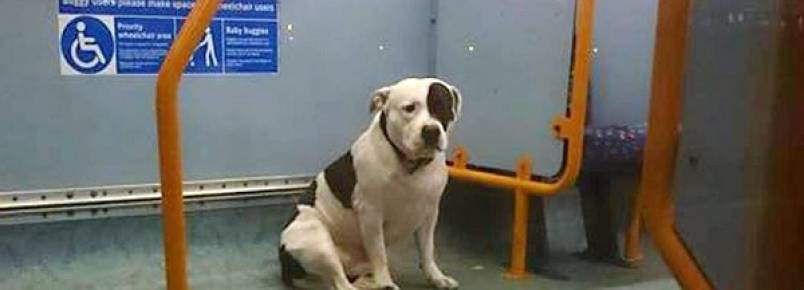 Cachorro abandonado em ônibus mobiliza internautas