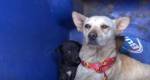 Cachorra abandonada tenta manter seu último filhote seguro