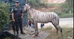 Policiais encontram cavalo pintado de zebra na Baixada Fluminense