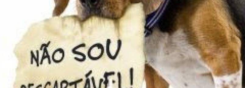 Prefeitura alerta para o abandono de animais nas ruas