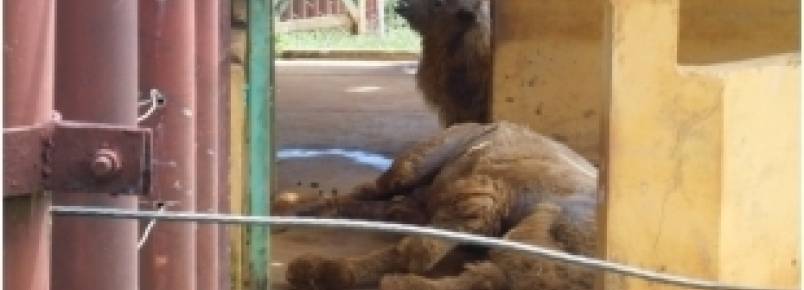 Vereador denuncia maus tratos no Zoolgico Salvador e pede interdio