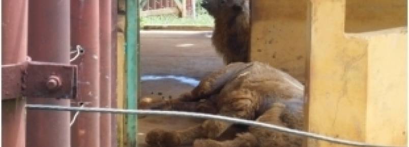 Vereador denuncia maus tratos no Zoológico Salvador e pede interdição