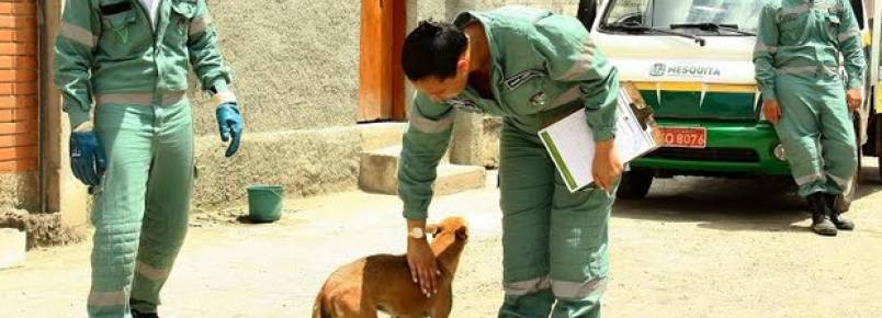 Mesquita incentiva adoo de animais abandonados