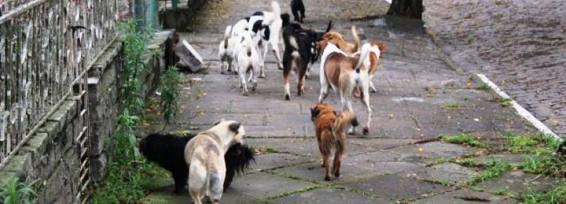 Animais abandonados ainda sofrem em Venâncio Aires