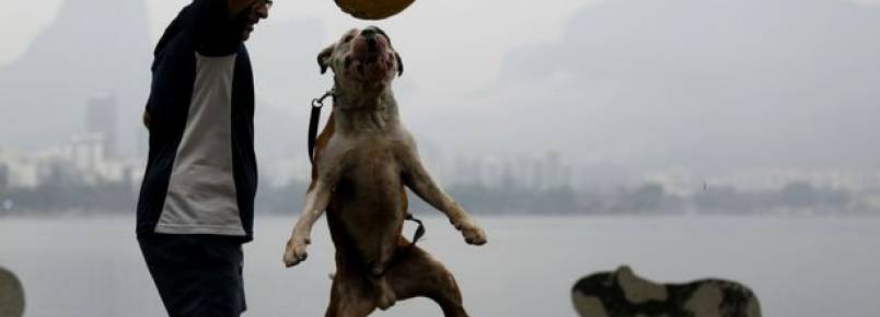 Cem cachorros buscam um lar em evento na Lagoa