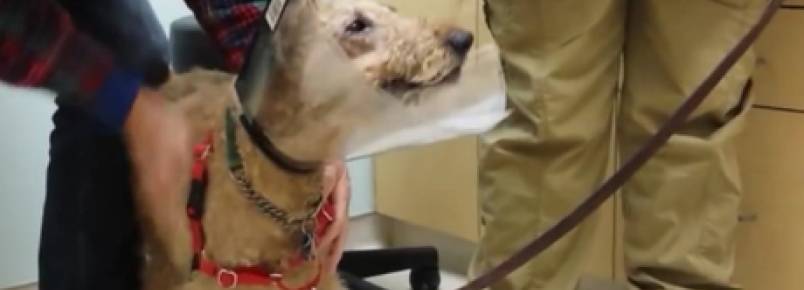 Cachorrinho faz cirurgia para recuperar a viso e chora ao ver seus donos novamente.