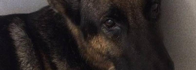 Cão salva crianças de casa em chamas nos Estados Unidos