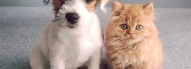 Mudança de casa: como adaptar cães e gatos ao novo lar
