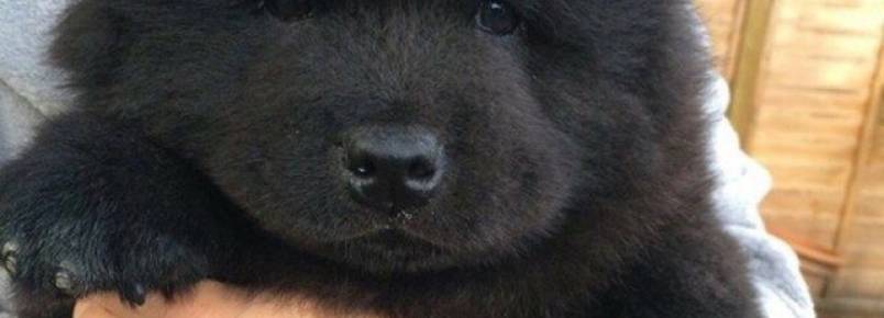 Por que temos vontade de apertar cães fofinhos?