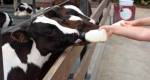 5 fatos que mudarão a forma como você vê os animais de fazenda