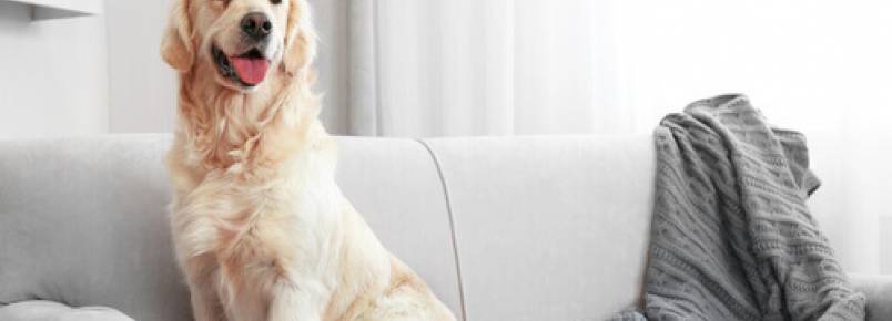 Como limpar os pelos de cachorro da casa
