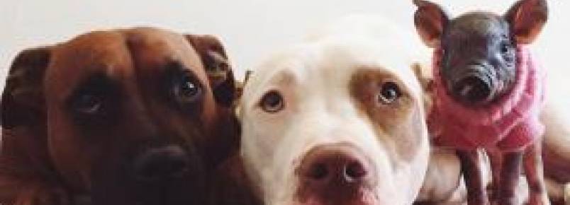 Pit Bulls amorosos se derretem por sua mais nova irmãzinha