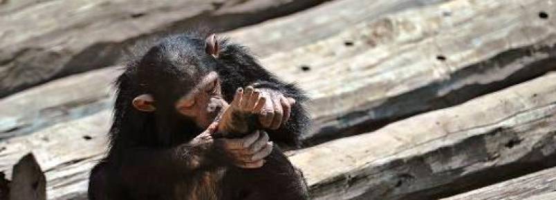 ‘Escravidão’ ameaça grandes símios de extinção