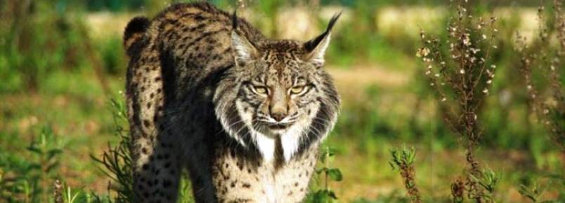 Reintrodução do lince em Portugal pode começar depois do Verão