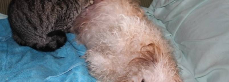 Cachorra amamenta gata há seis meses