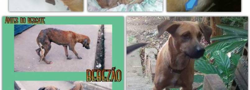 O amor que transforma. Bebezão: Antes e depois.