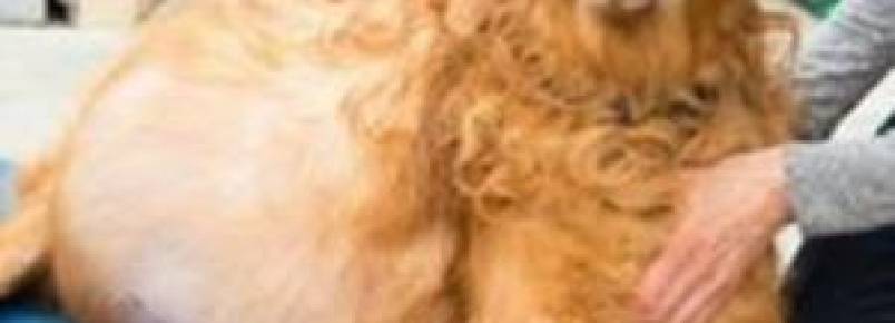 Cão abandonado na praia com um tumor de quase 20 kg é resgatado