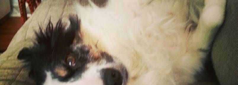 Cachorra arrisca a própria vida para seu tutor durante incêndio