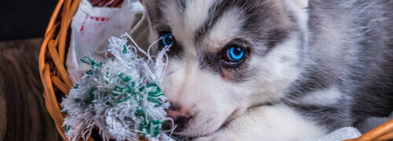 5 dicas spara limpar a cama dos cães