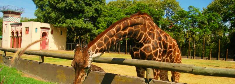 Zoolgico de Buenos Aires ser fechado. Manter animais em cativeiro  degradante, dizem autoridades locais