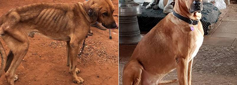 Cachorro que vivia acorrentado surpreende com transformao