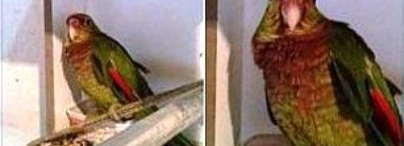 Papagaio, ameaado de extino,  vendido livremente em rede social