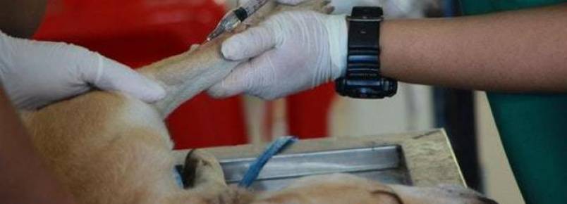 Estado de SP terá oito novas clínicas veterinárias públicas