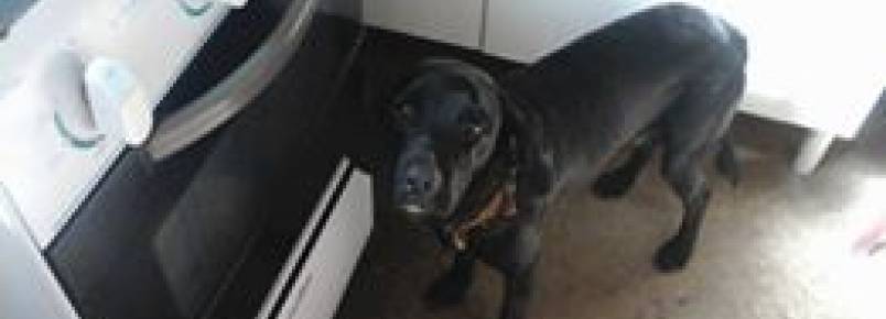 Cãozinho perdido